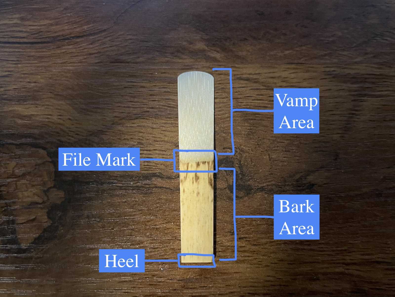 The front side of the clarinet reed