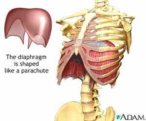 The diaphragm