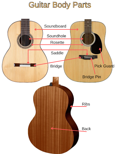 The parts of the body of the classical and acoustic guitars