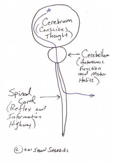 Diagram of how motor habits are formed
