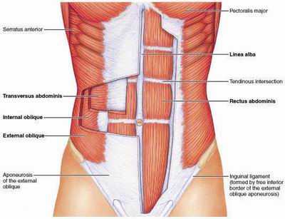 Abdominals